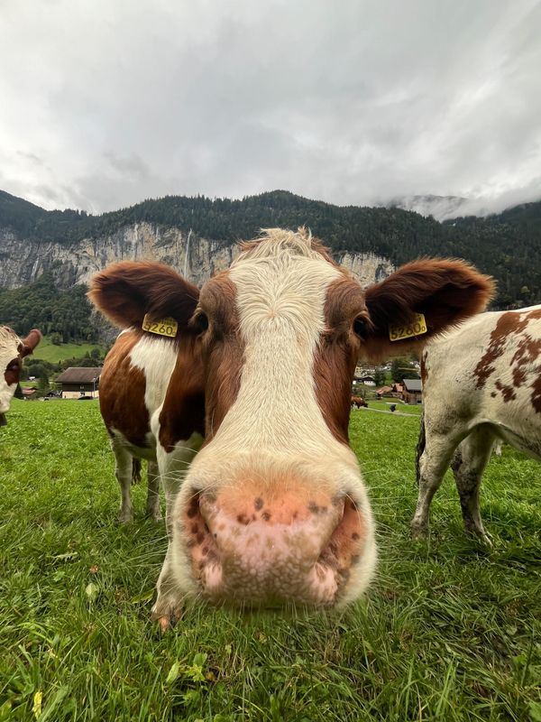 Curious cow in an alpine meadow