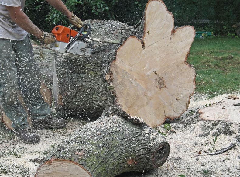 Person using a chainsaw to cut a massive tree log.