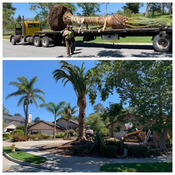 Large Tree Removal - Atascadero, CA - A Superior Crane
