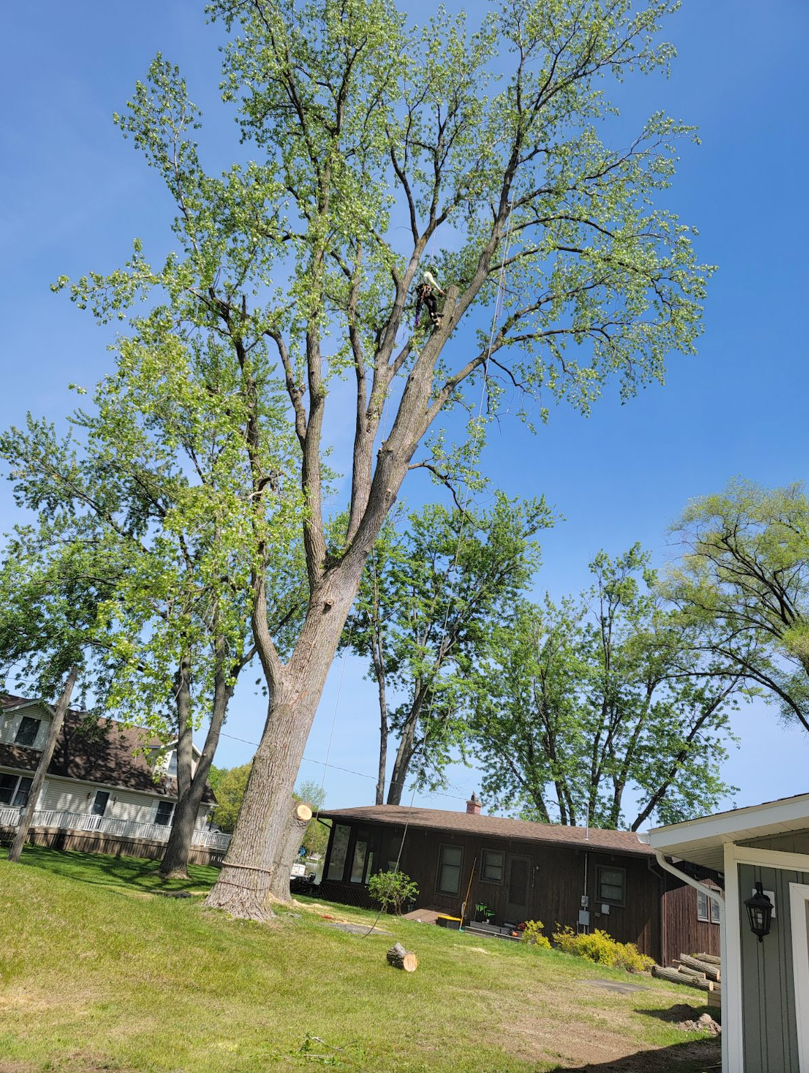 A man is climbing a tree in front of a house.