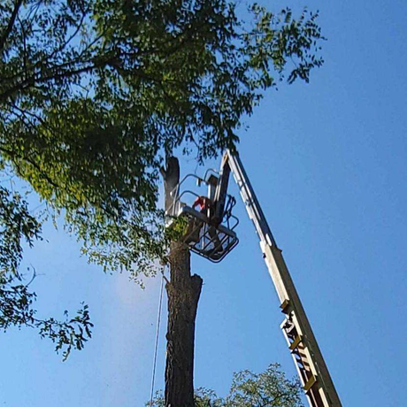 A man in a bucket is cutting a tree