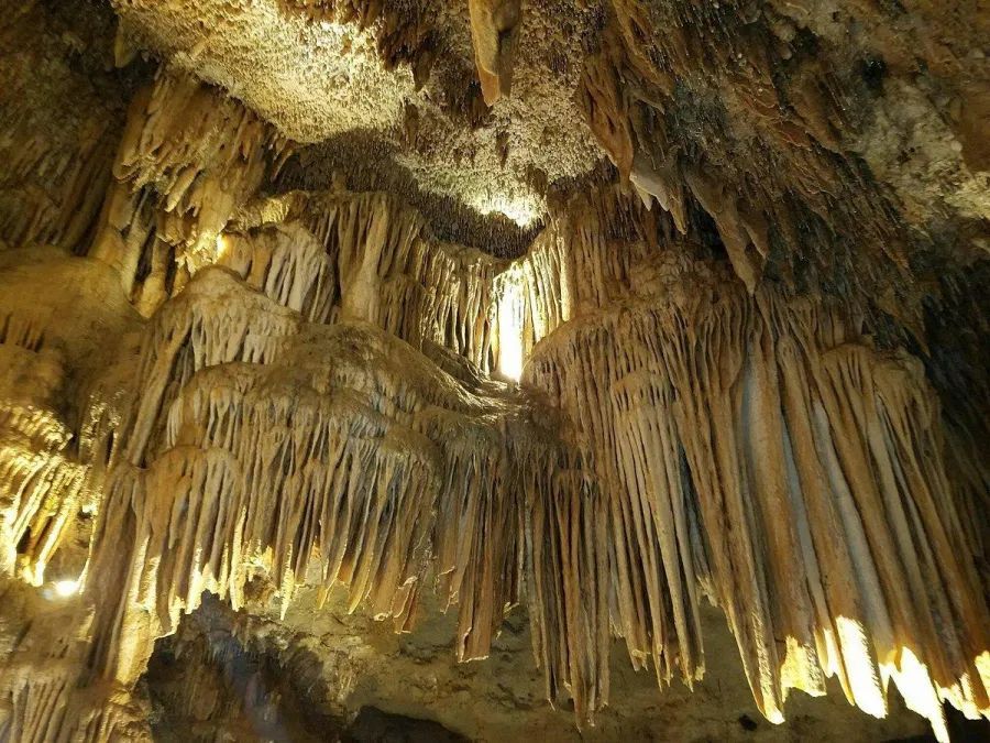 Limestone cave interior featuring densely packed, cream-colored stalactites hanging from a rocky, illuminated ceiling.