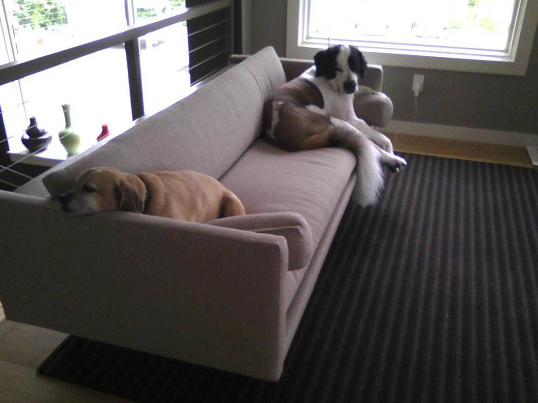 Two dogs relax on a modern beige sofa near a window, one sleeping, the other alert.