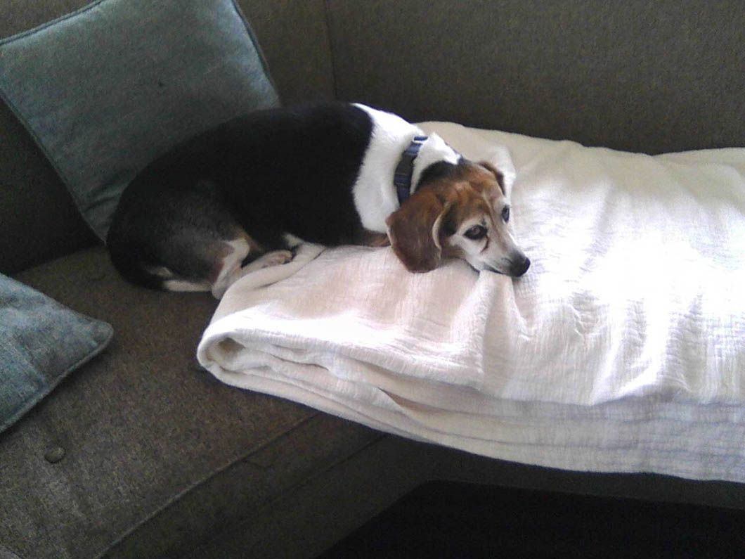 Dog resting on a folded white blanket on a couch. The dog is mostly black and white.