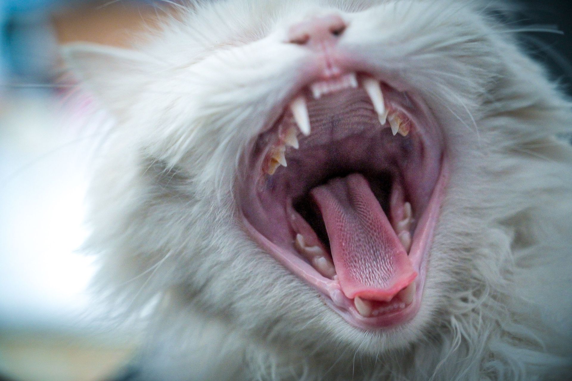 Close-up of a white cat yawning, showing its open mouth and sharp teeth