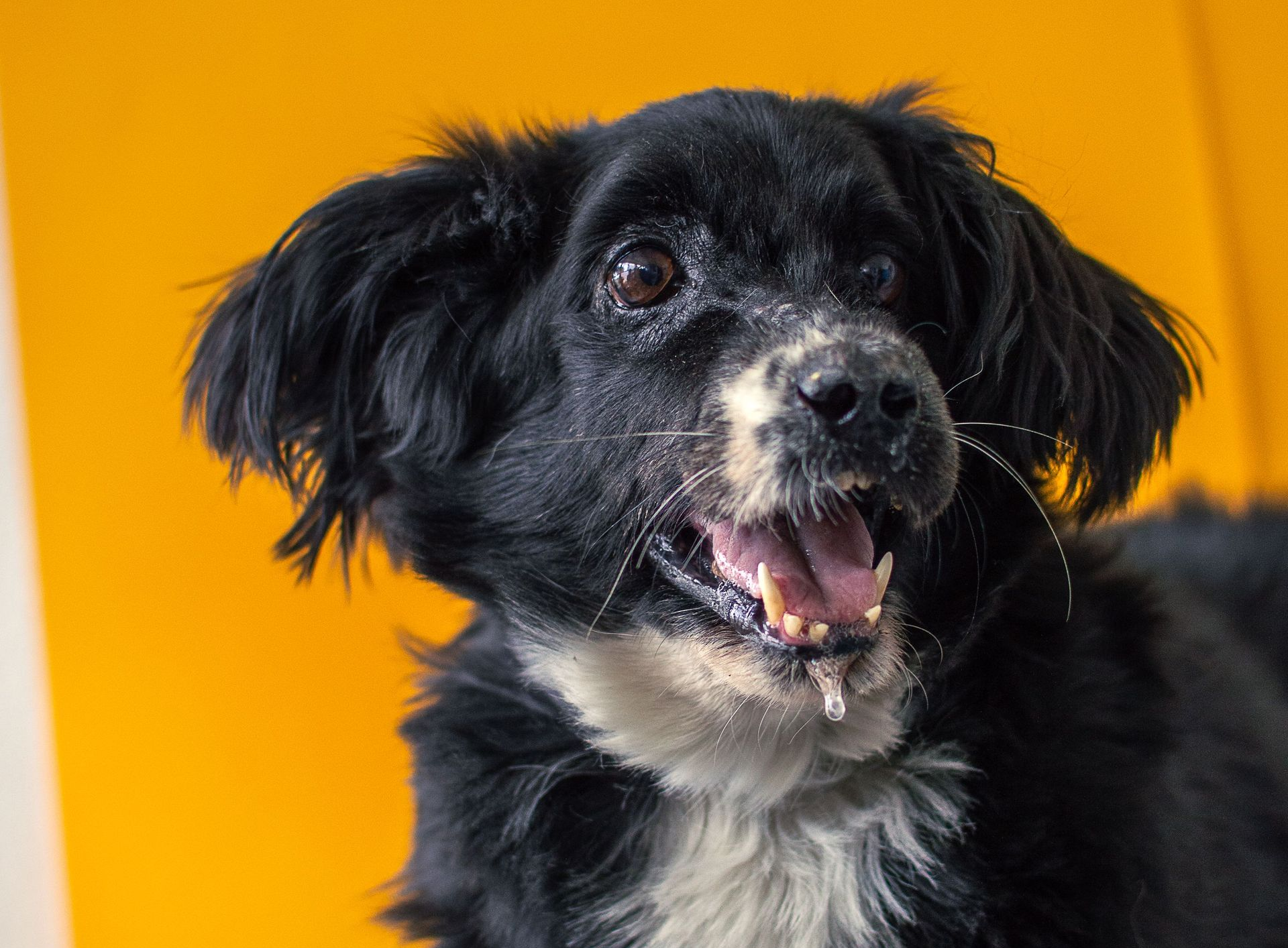 Black-and-white dog with floppy ears against a bright orange background, mouth open and looking at the camera