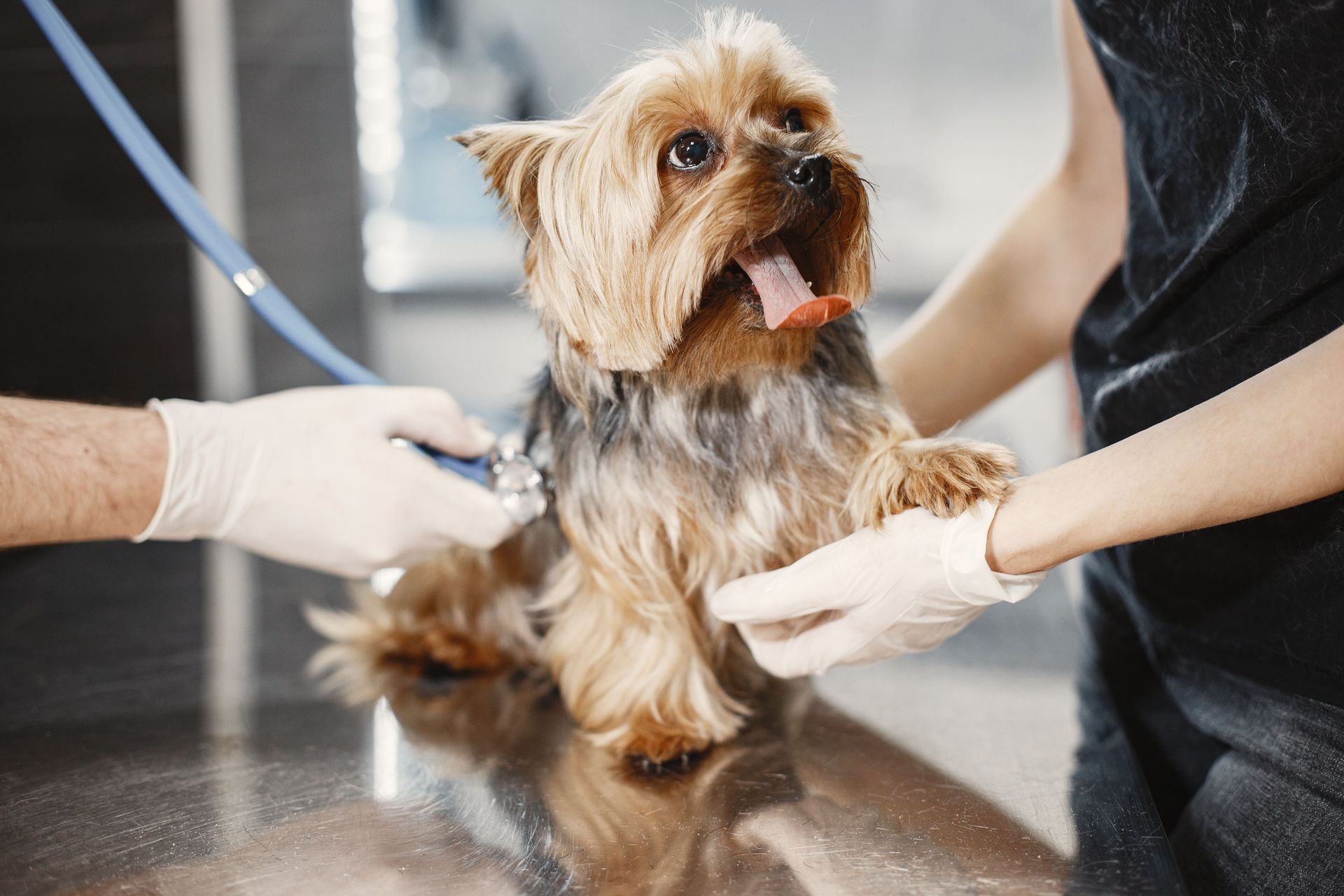 Small terrier being groomed on a table by two gloved people in a salon
