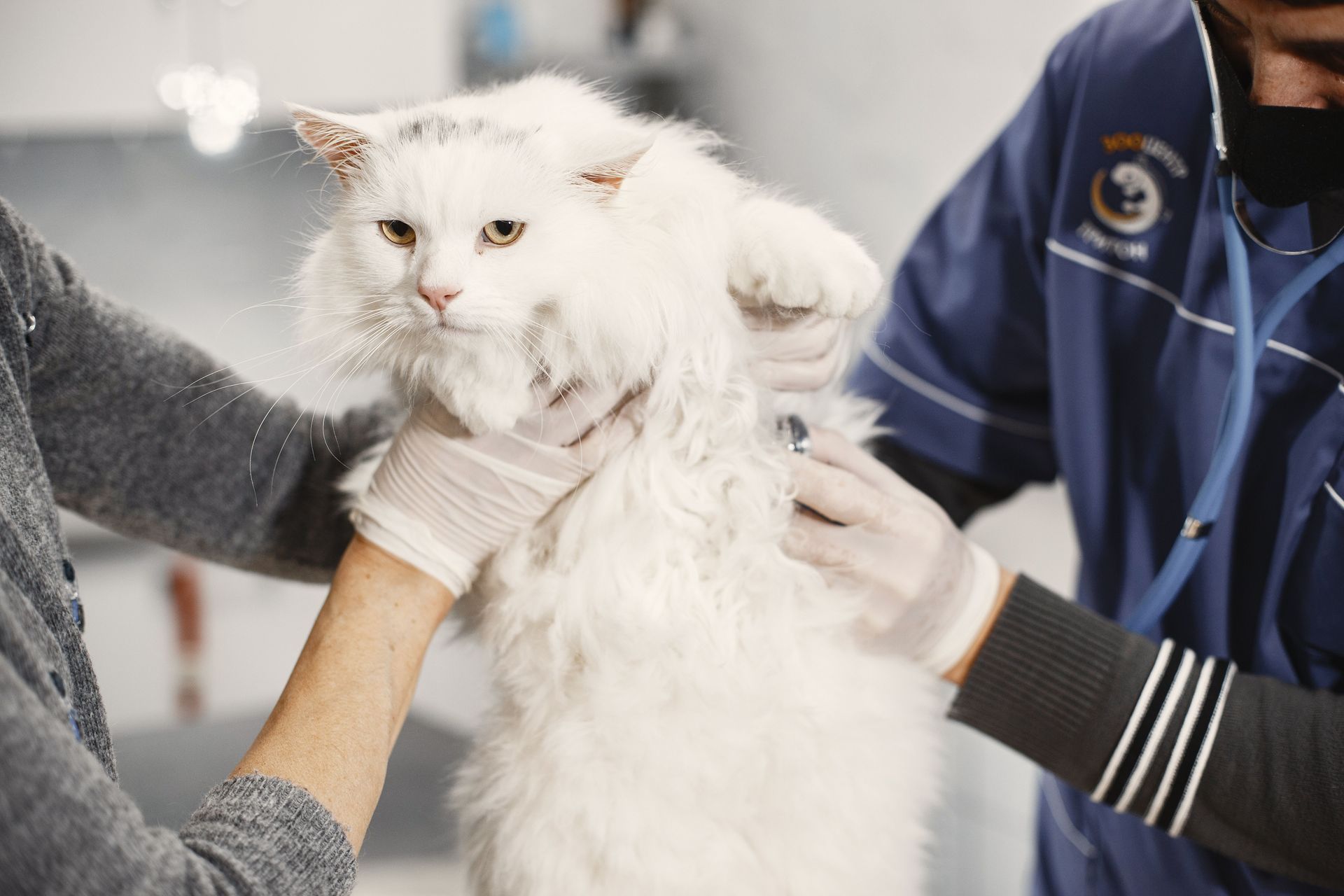 White cat being examined by two people wearing gloves in a veterinary clinic