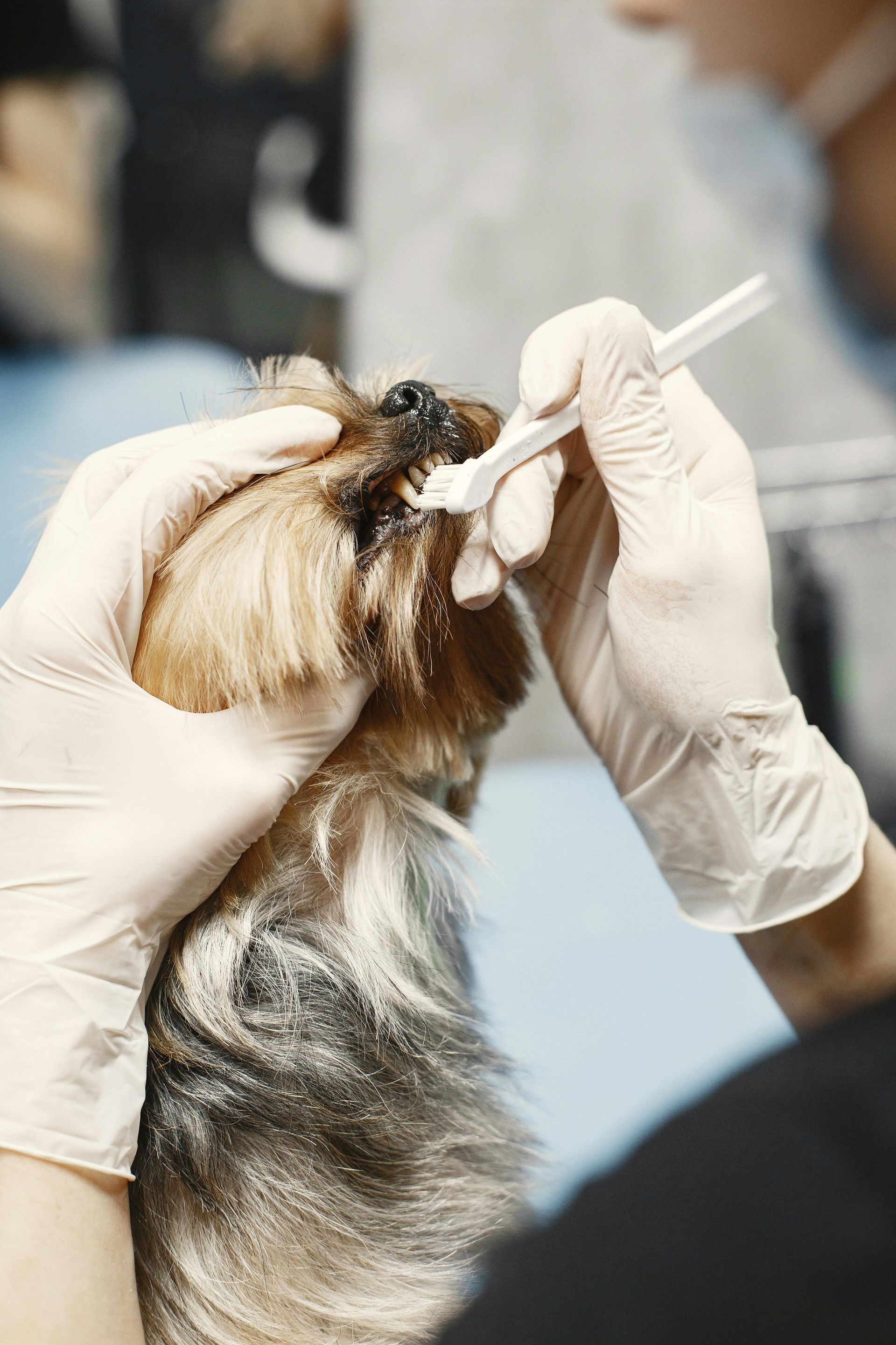 Gloved hands examining a small dog’s ear with a cotton swab in a veterinary setting