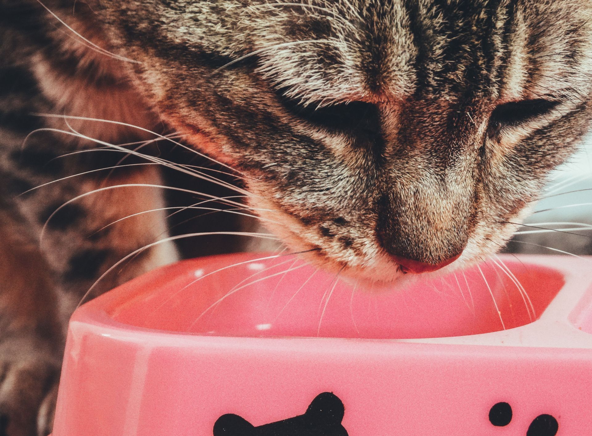 Tabby cat drinking from a pink bowl with black paw prints
