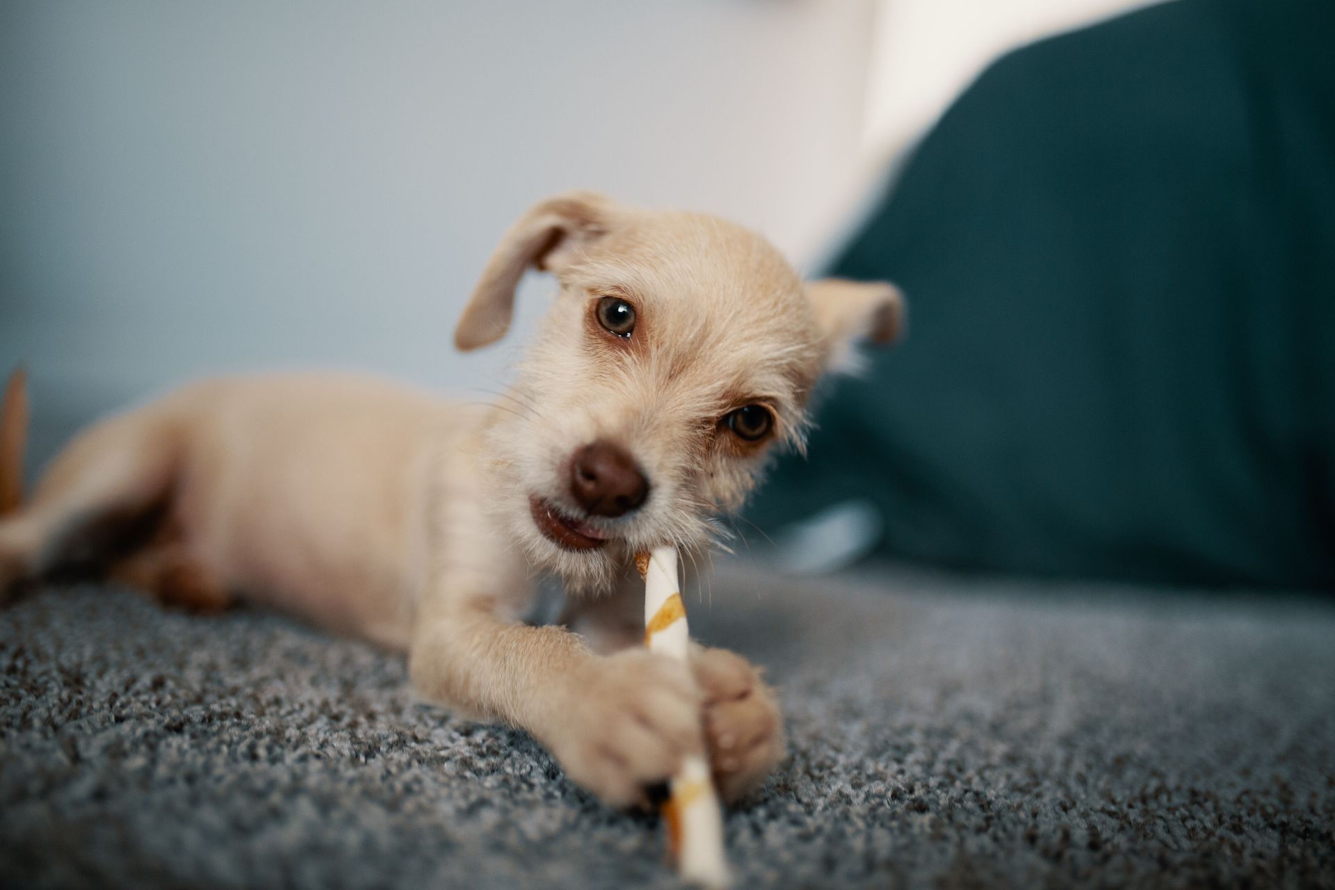 Small tan dog lying on a gray carpet, chewing a white stick toy with a teal couch in the background