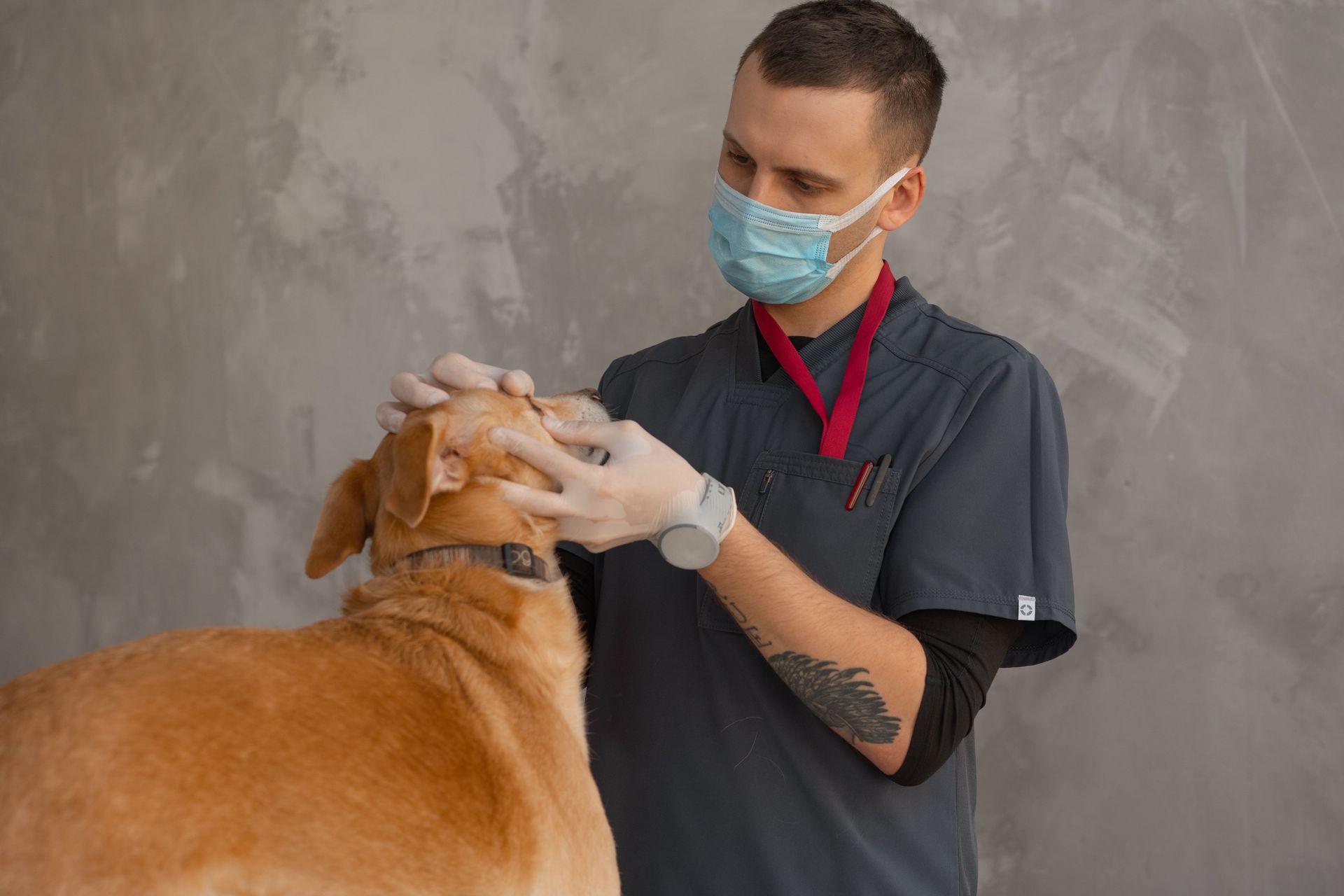 Veterinarian in mask and gloves examining a brown dog against a gray wall