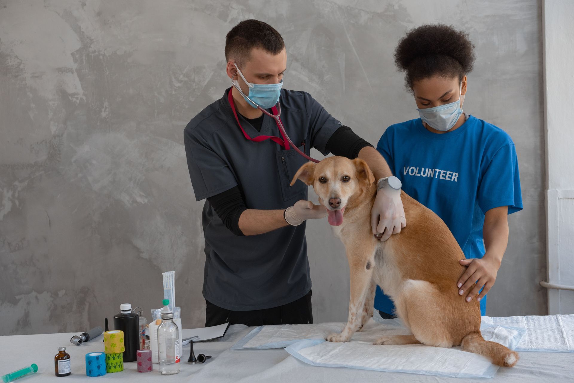 Veterinarians examine a small tan dog on a table, with medical supplies nearby.