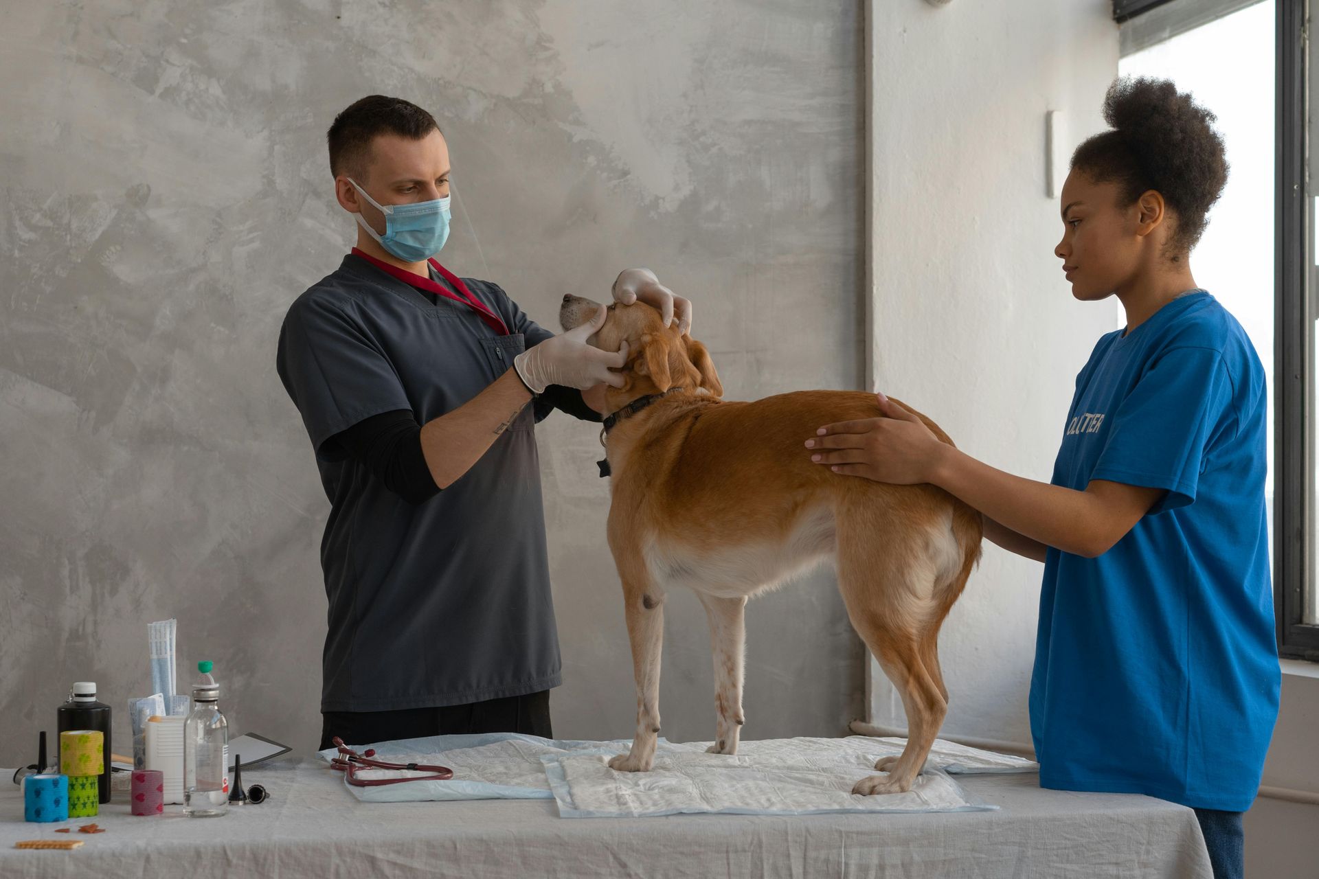 Veterinarian and assistant examining a tan dog on a table in a clinic