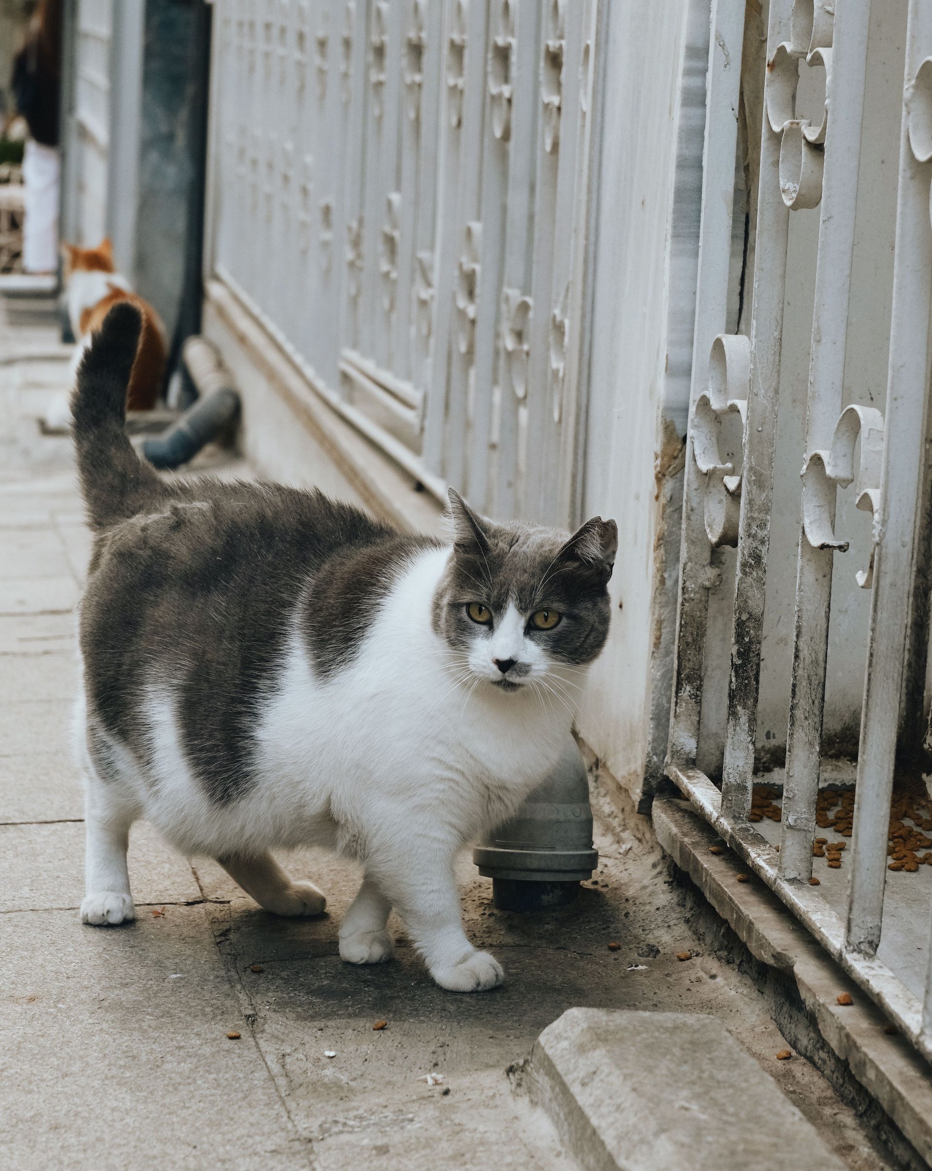 Black-and-white cat standing on a wet sidewalk beside a white fence, looking at the camera