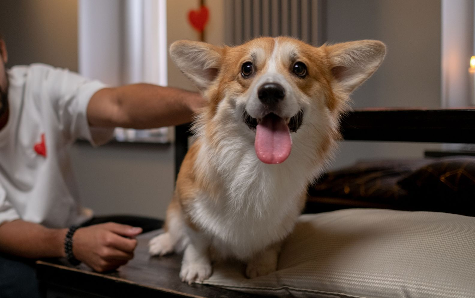 Happy corgi sitting on a couch with tongue out, beside a person’s arm in a cozy indoor room