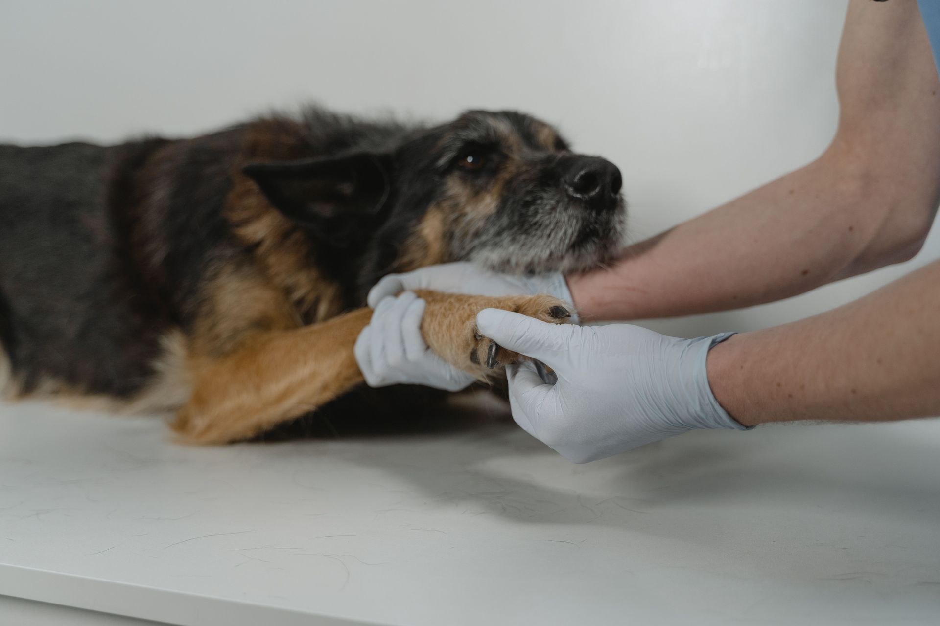 Veterinarian cleaning a dog’s injured paw with gauze while the dog lies on a table