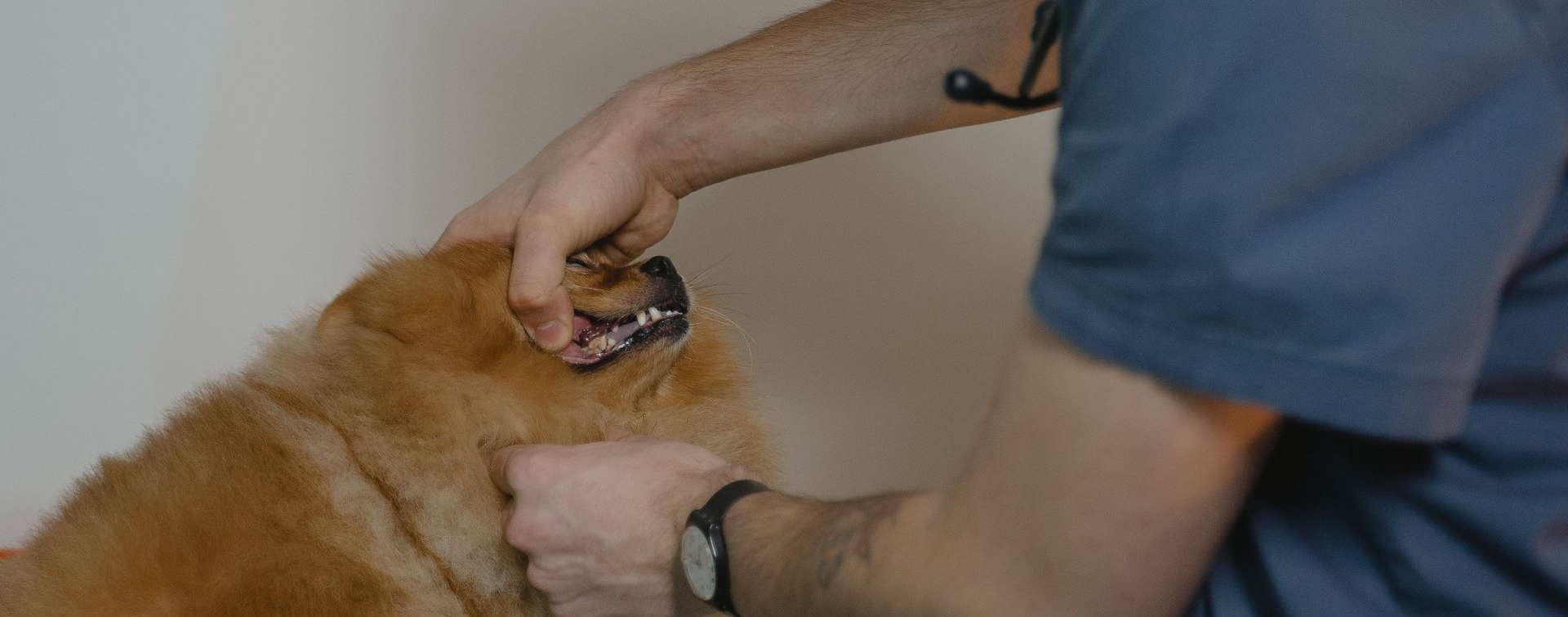 Person grooming a golden dog with a brush indoors