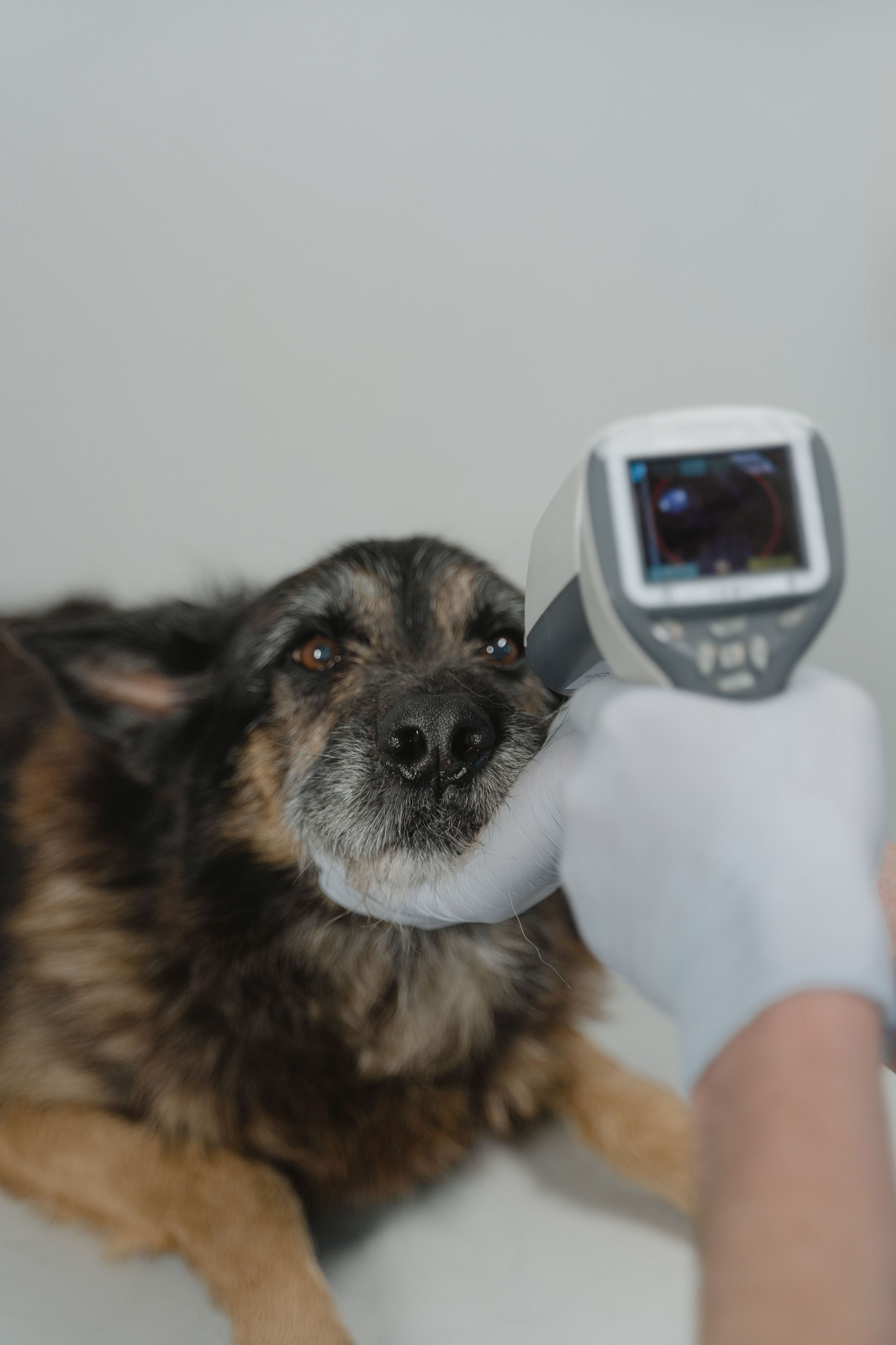 Dog being examined with a handheld thermometer by a gloved person.