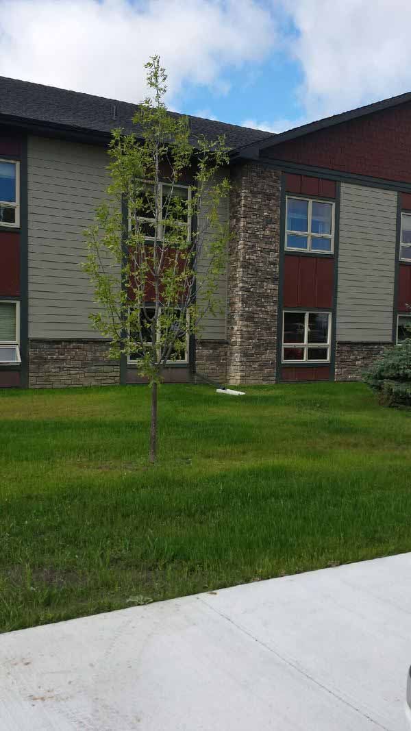 Apartment building with a small young tree and green lawn in front, beside a sidewalk.