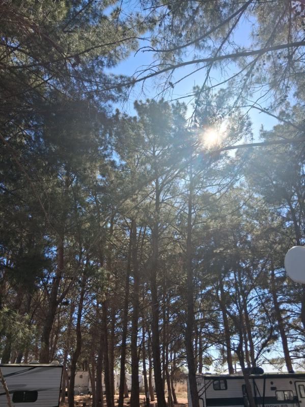 Pet-friendly RV site at In The Pines RV Park
