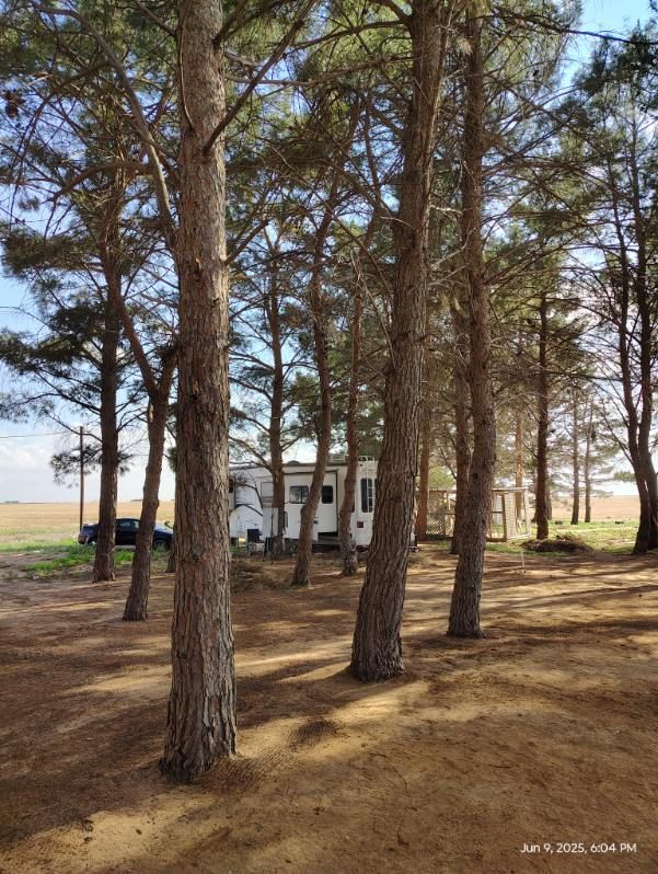 Big rig RV sites under pine trees at In The Pines RV Park