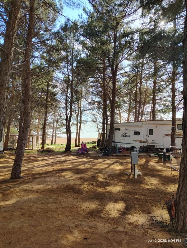 In The Pines RV Park grounds with pine trees