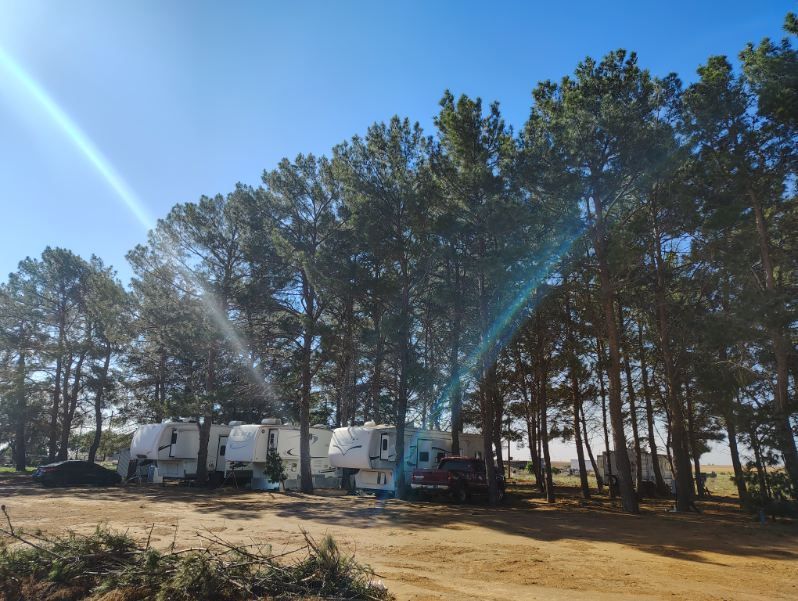 RVs parked under pine trees at In The Pines RV Park