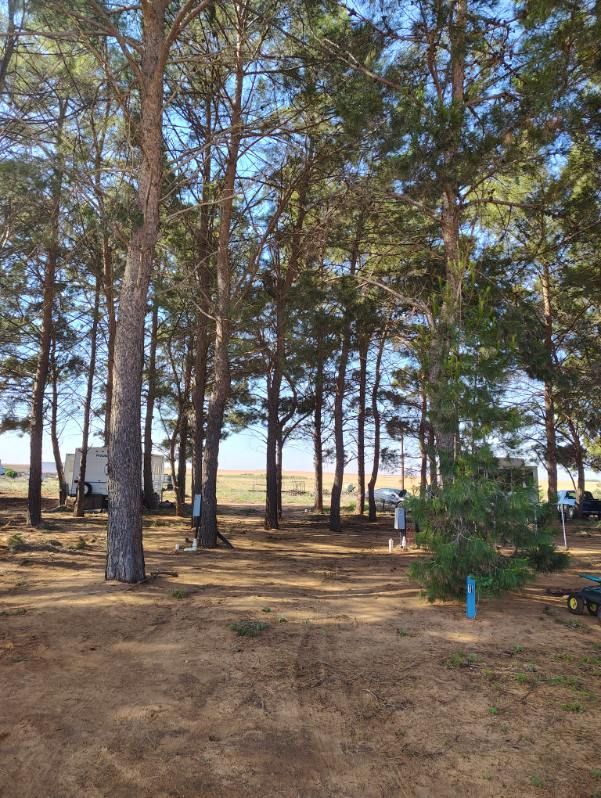 Big rig RV sites under pine trees at In The Pines RV Park