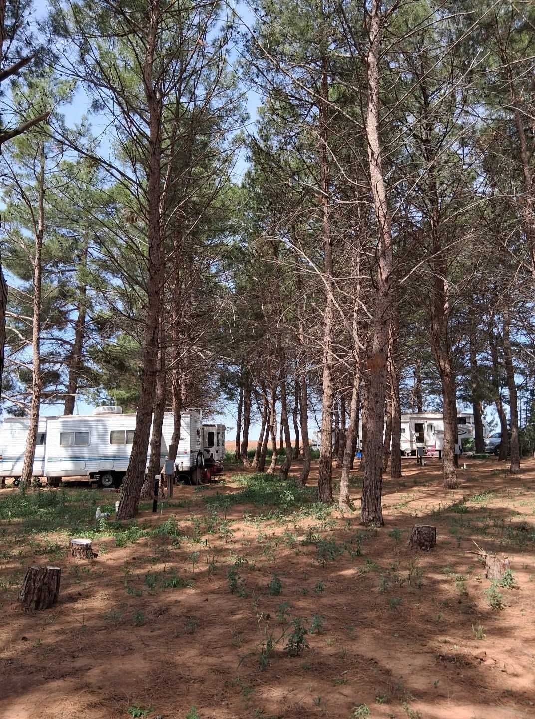 RVs parked under pine trees at In The Pines RV Park