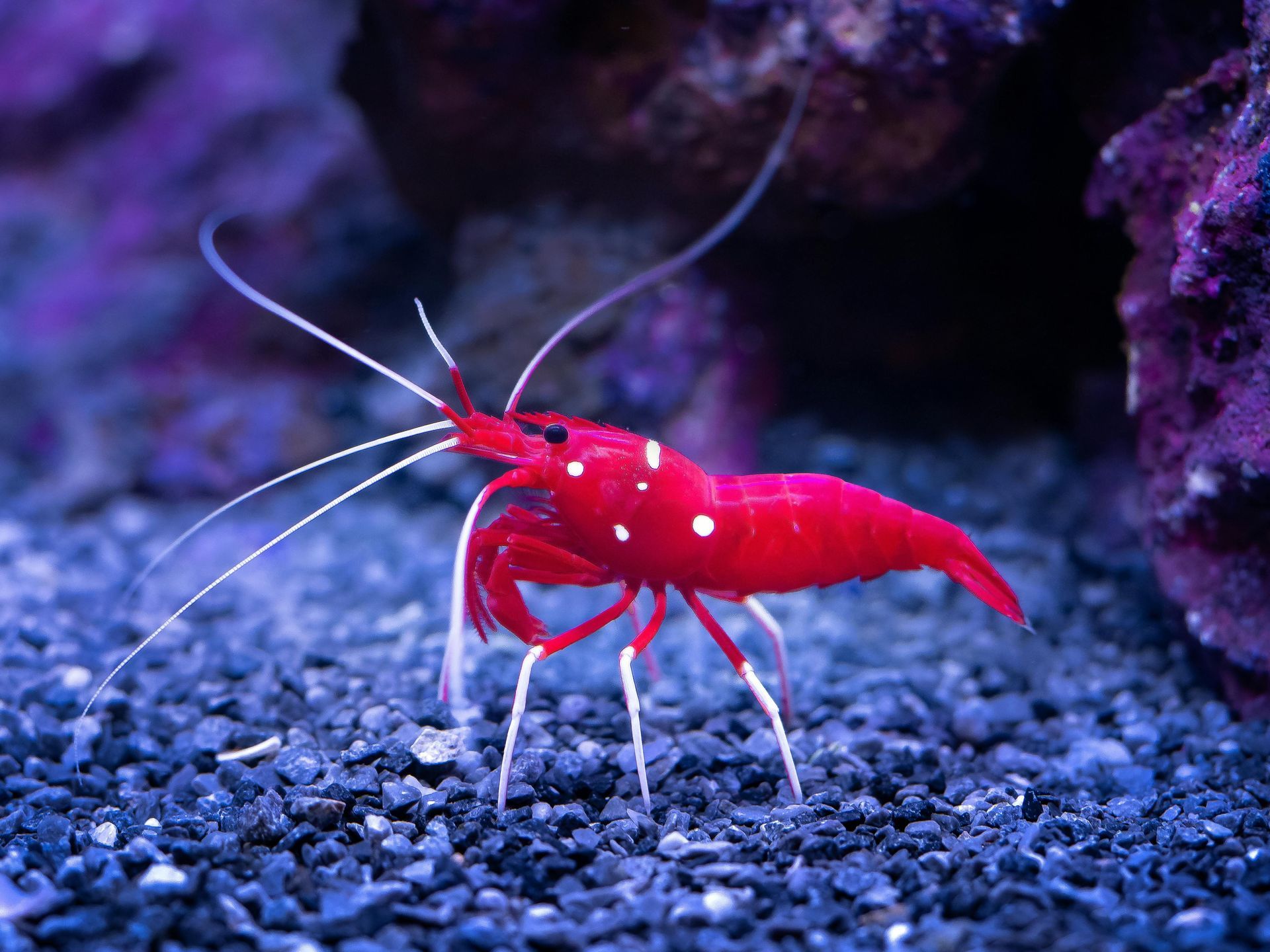 Inverts