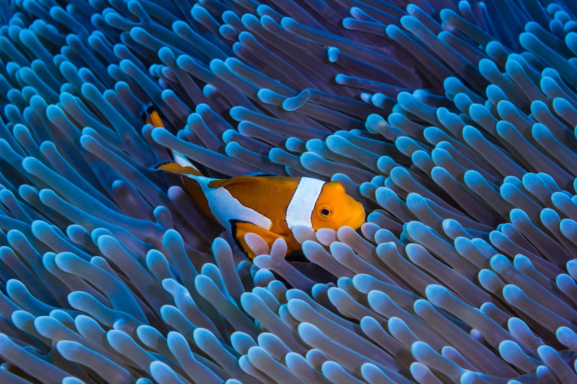 Anemones