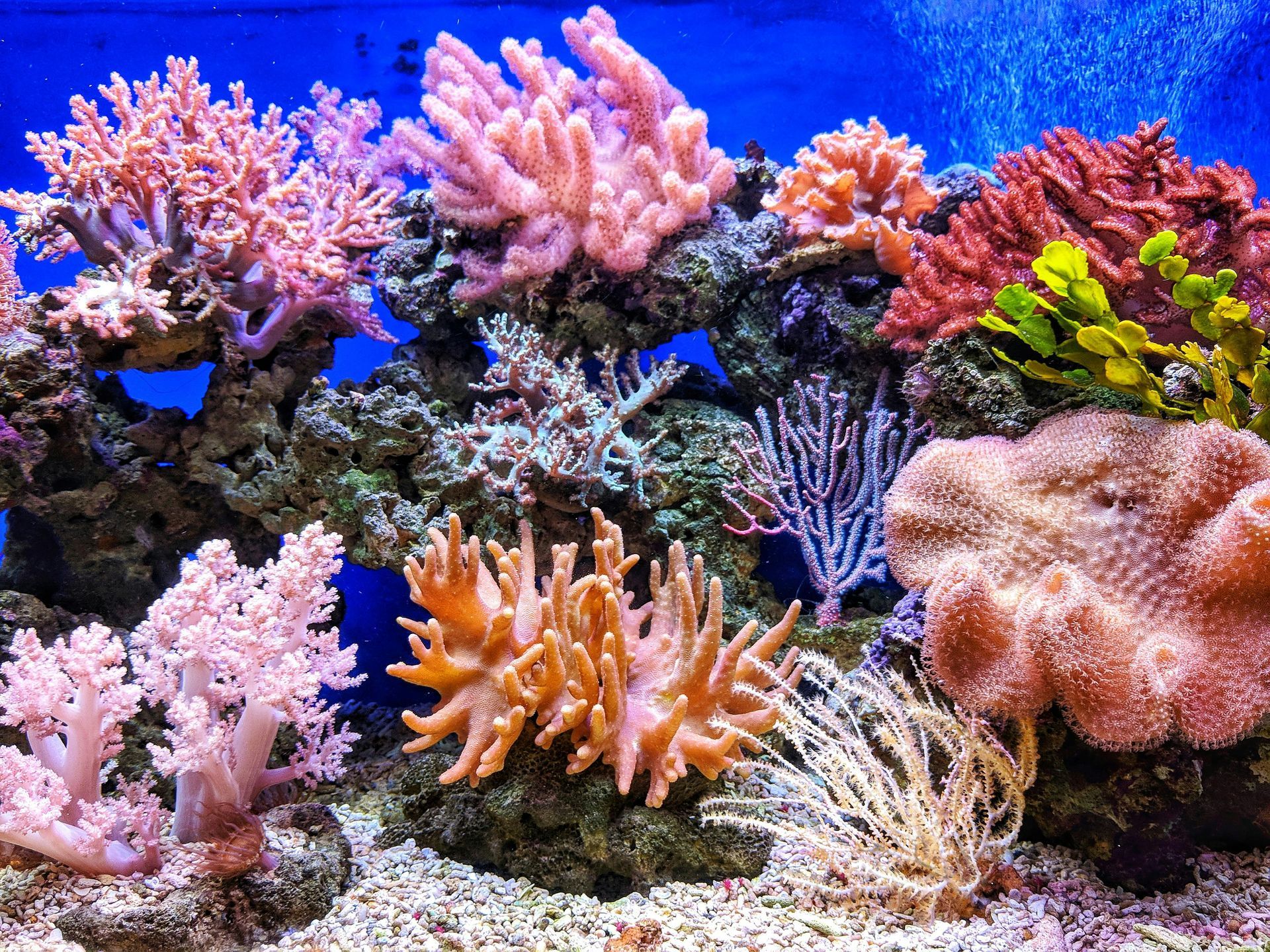 Leather Coral