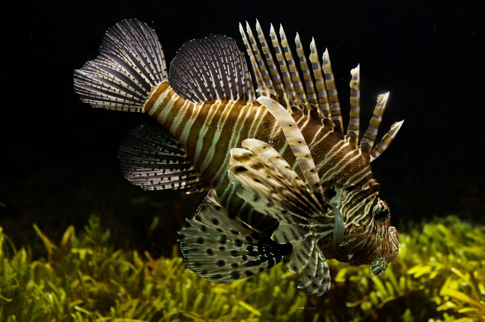 Predatory Fish