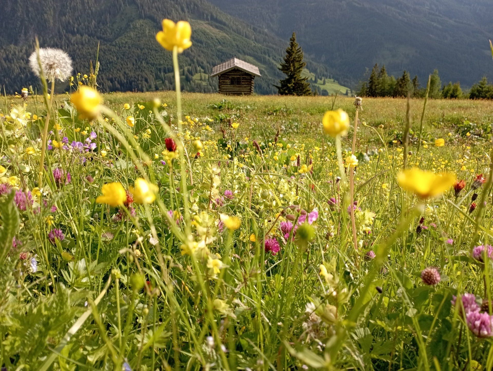 Arler Natur Wiesenkräuter und Wiesenblumen