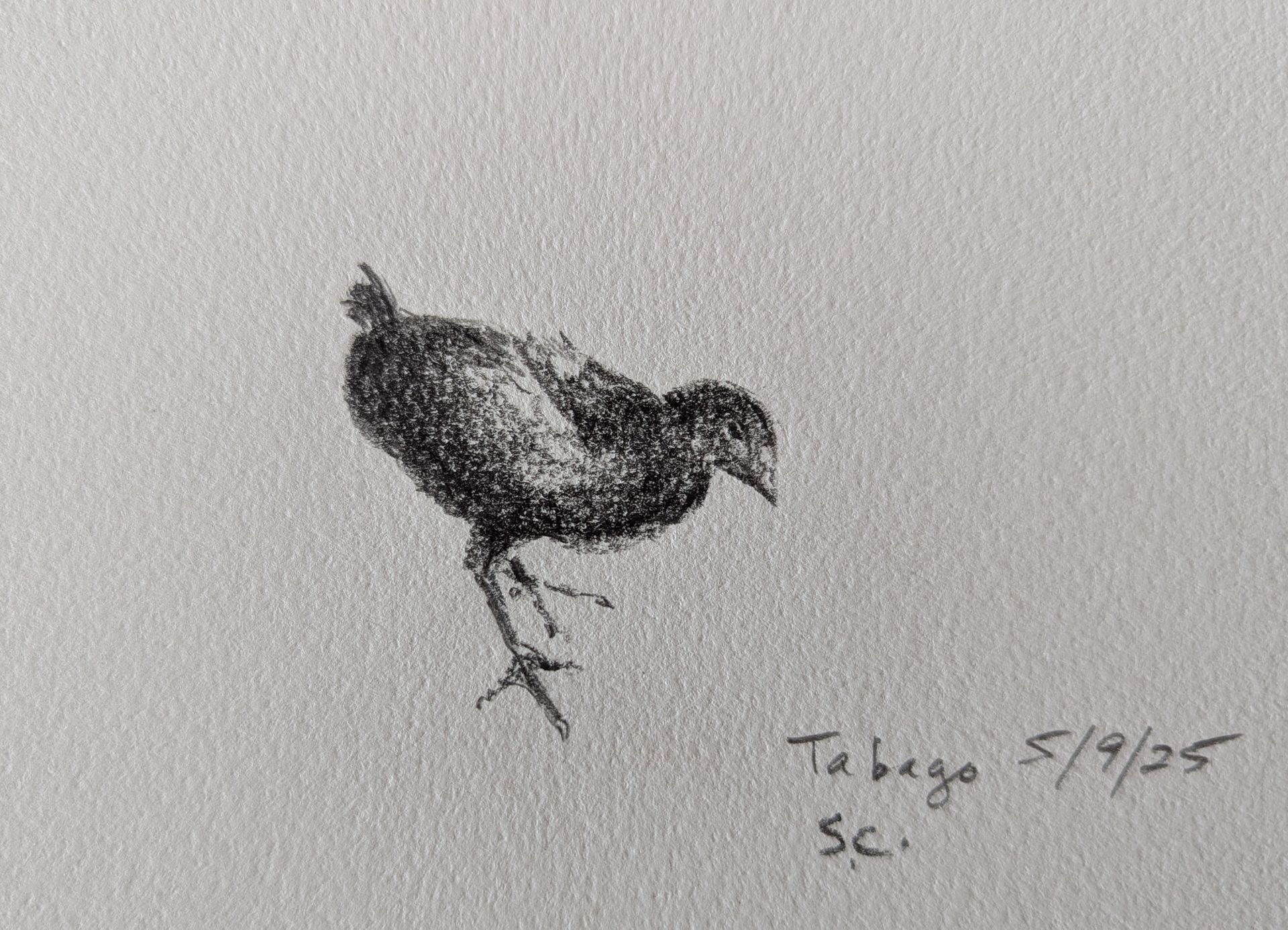A black and white drawing of a bird on a white surface.