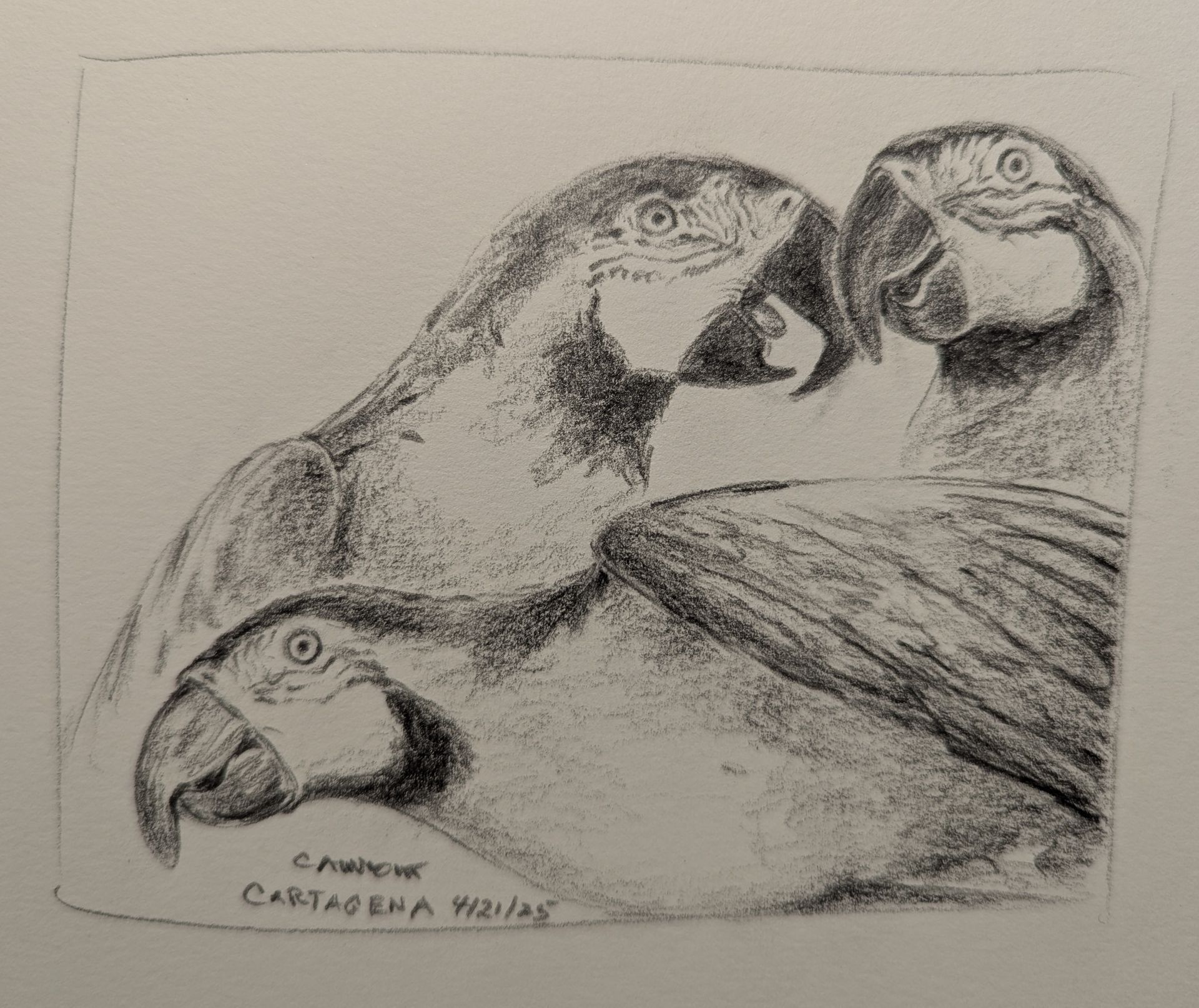 A black and white drawing of three birds with the name cartagena on the bottom