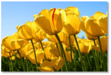 A field of yellow tulips with a red center