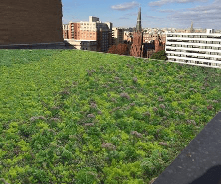 A green roof with a city in the background