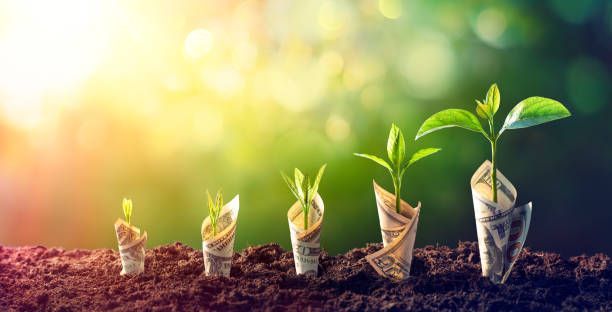 A row of plants growing out of a pile of dirt.