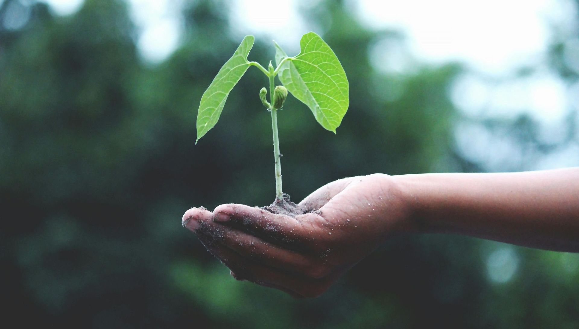 A person is holding a small plant in their hands.