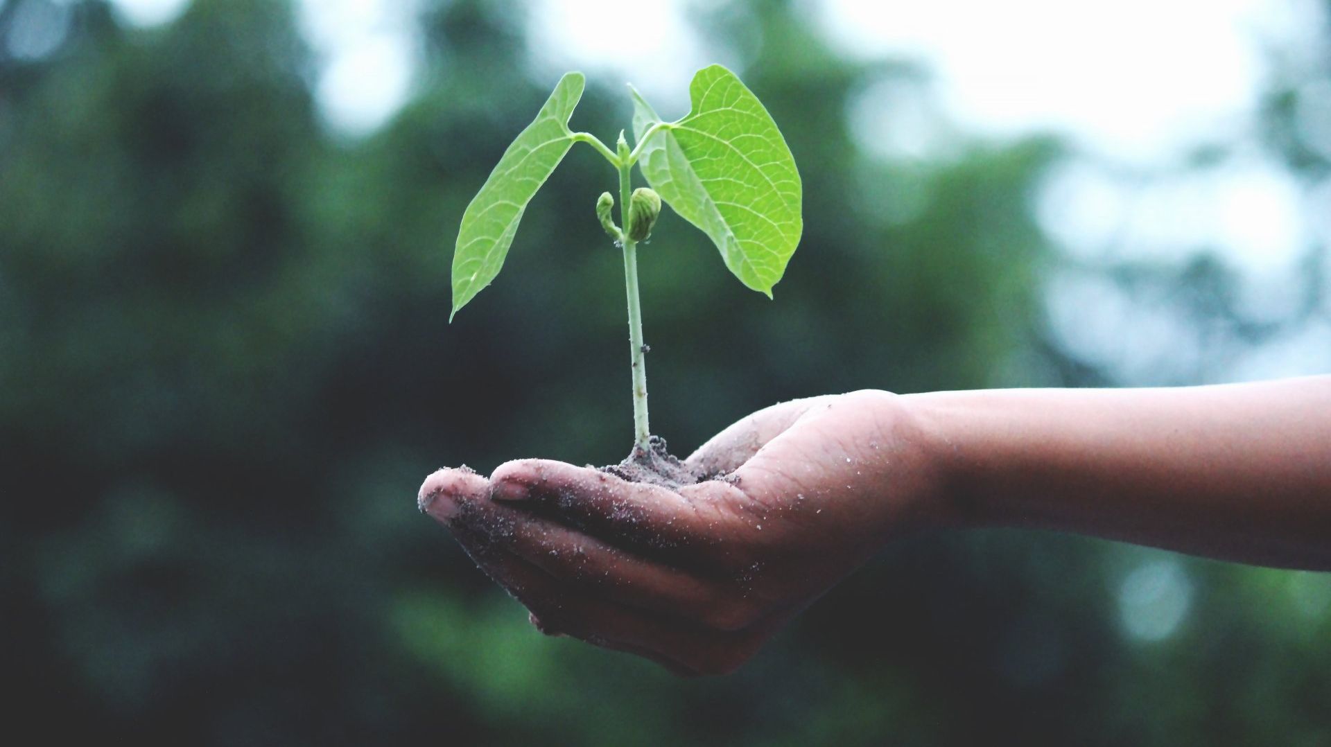 A person is holding a small plant in their hands.