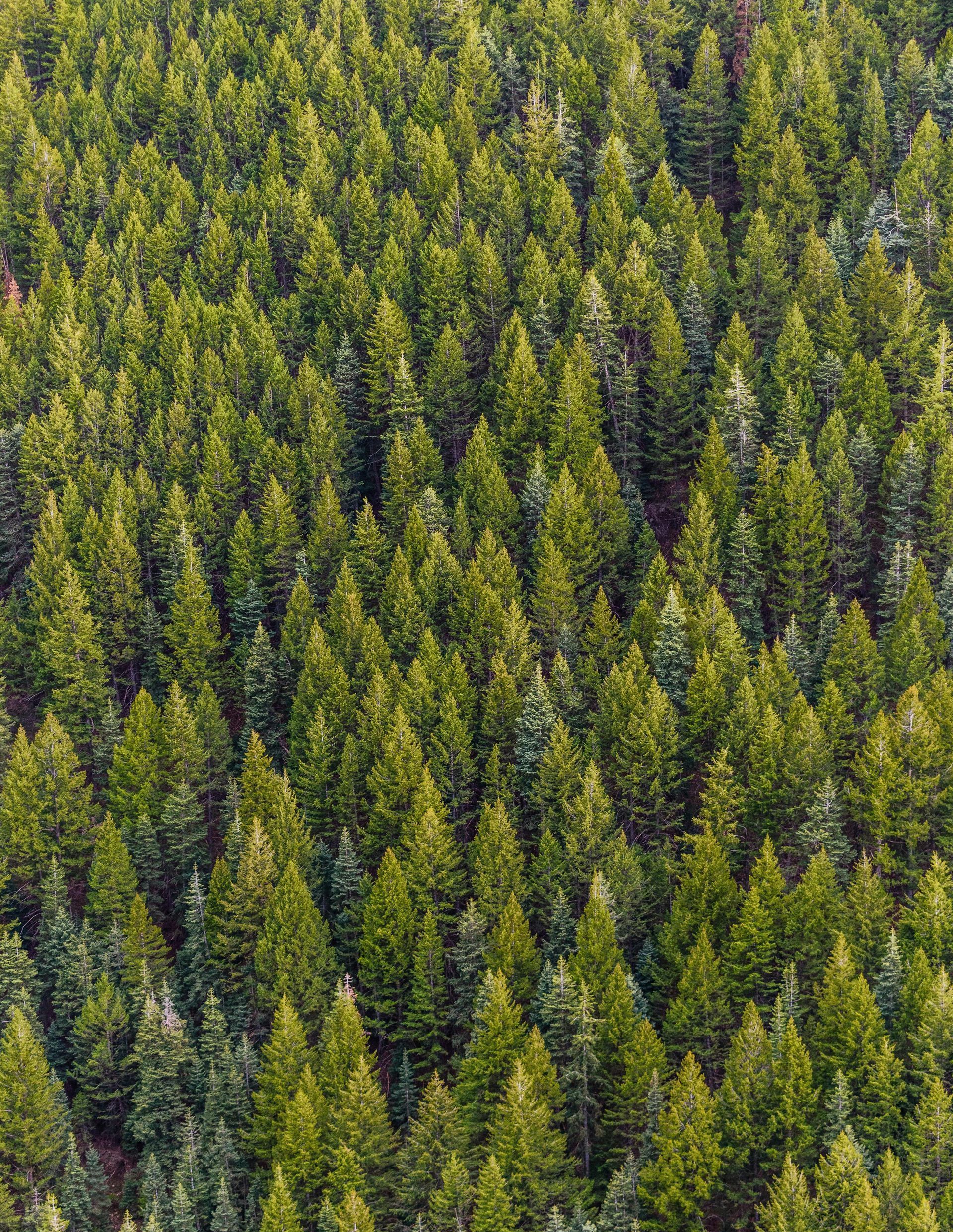 An aerial view of a lush green forest filled with lots of trees.