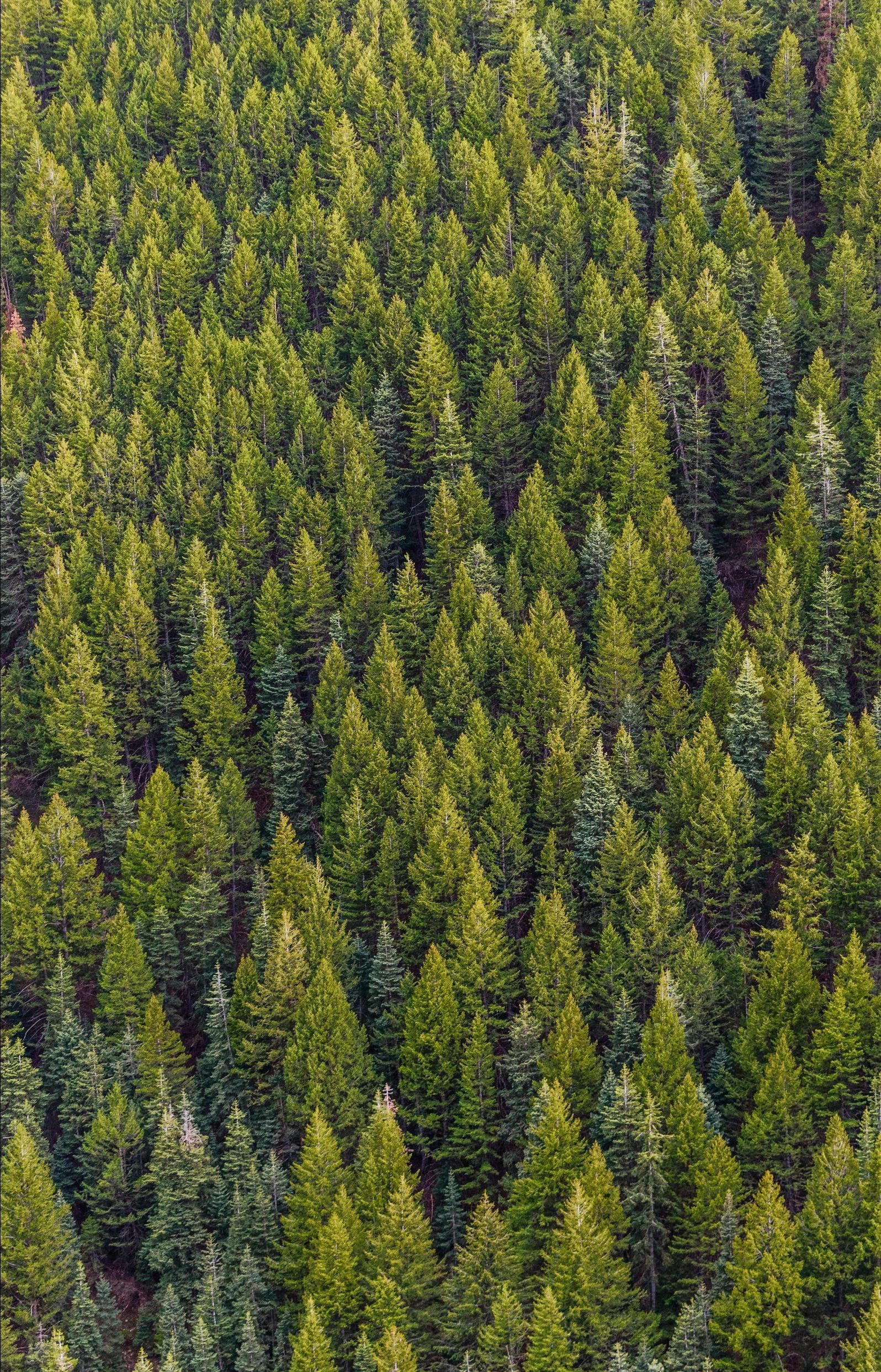 An aerial view of a lush green forest filled with lots of trees.