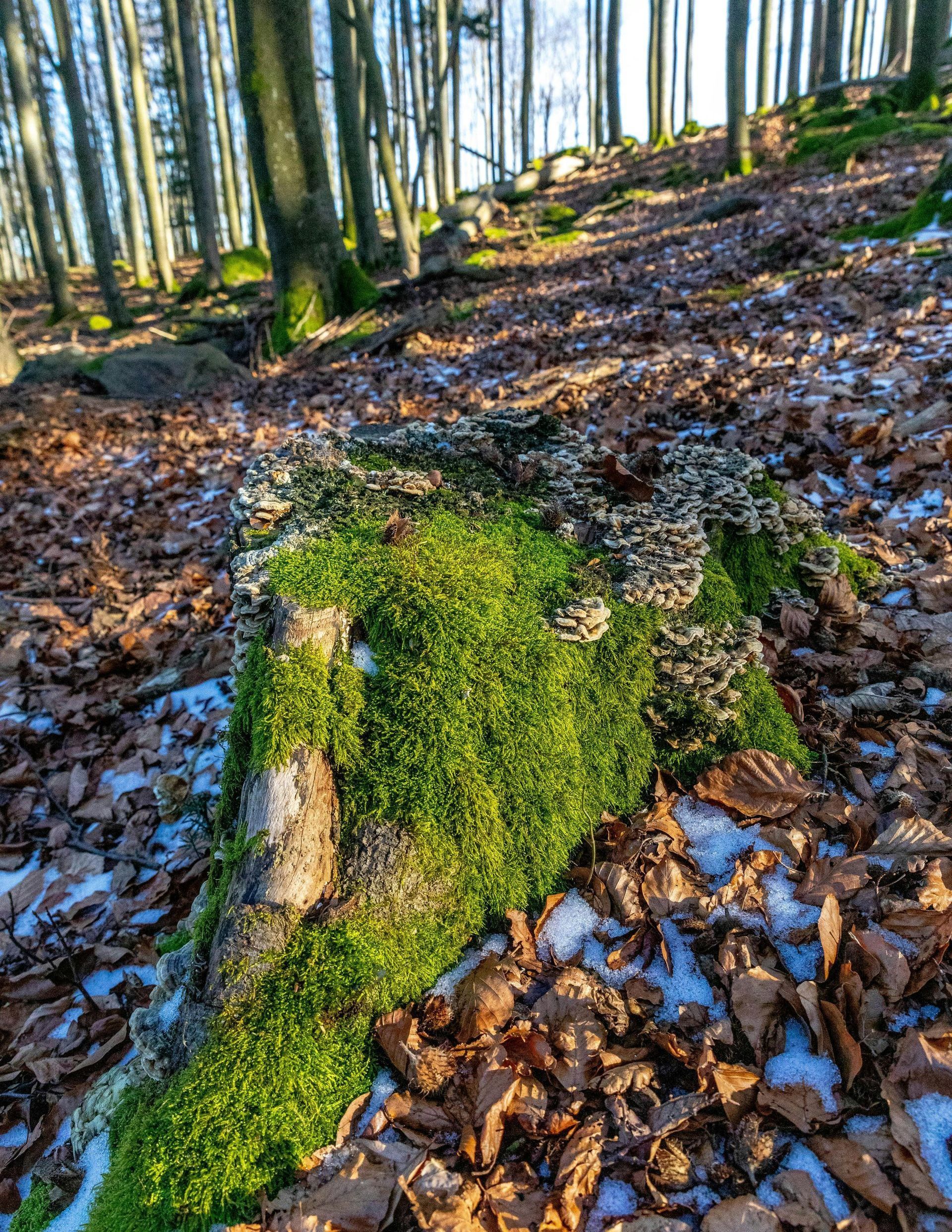 A tree stump covered in moss and leaves in the woods.