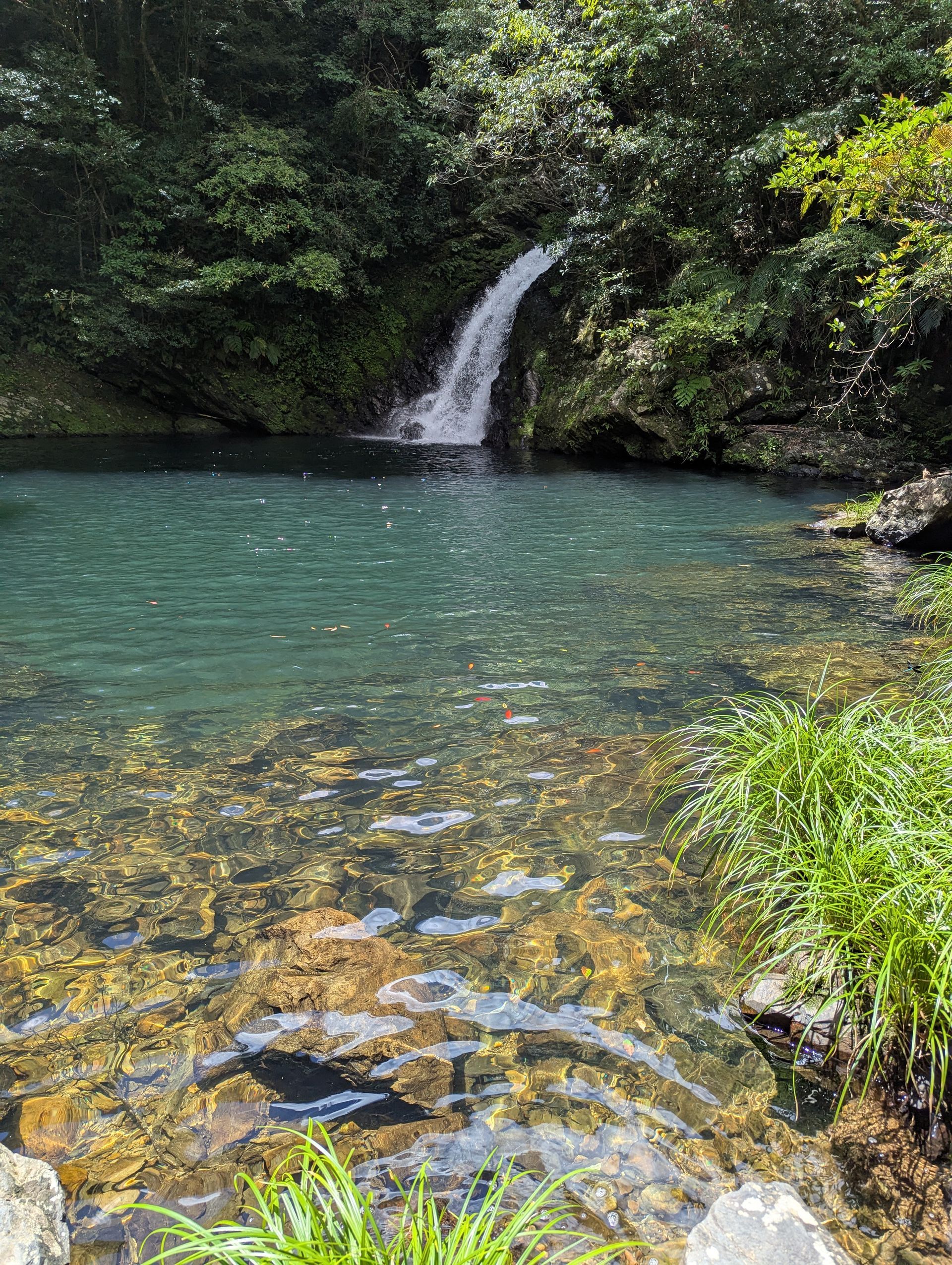 Waterfall cascading into a clear turquoise pool surrounded by lush green foliage.