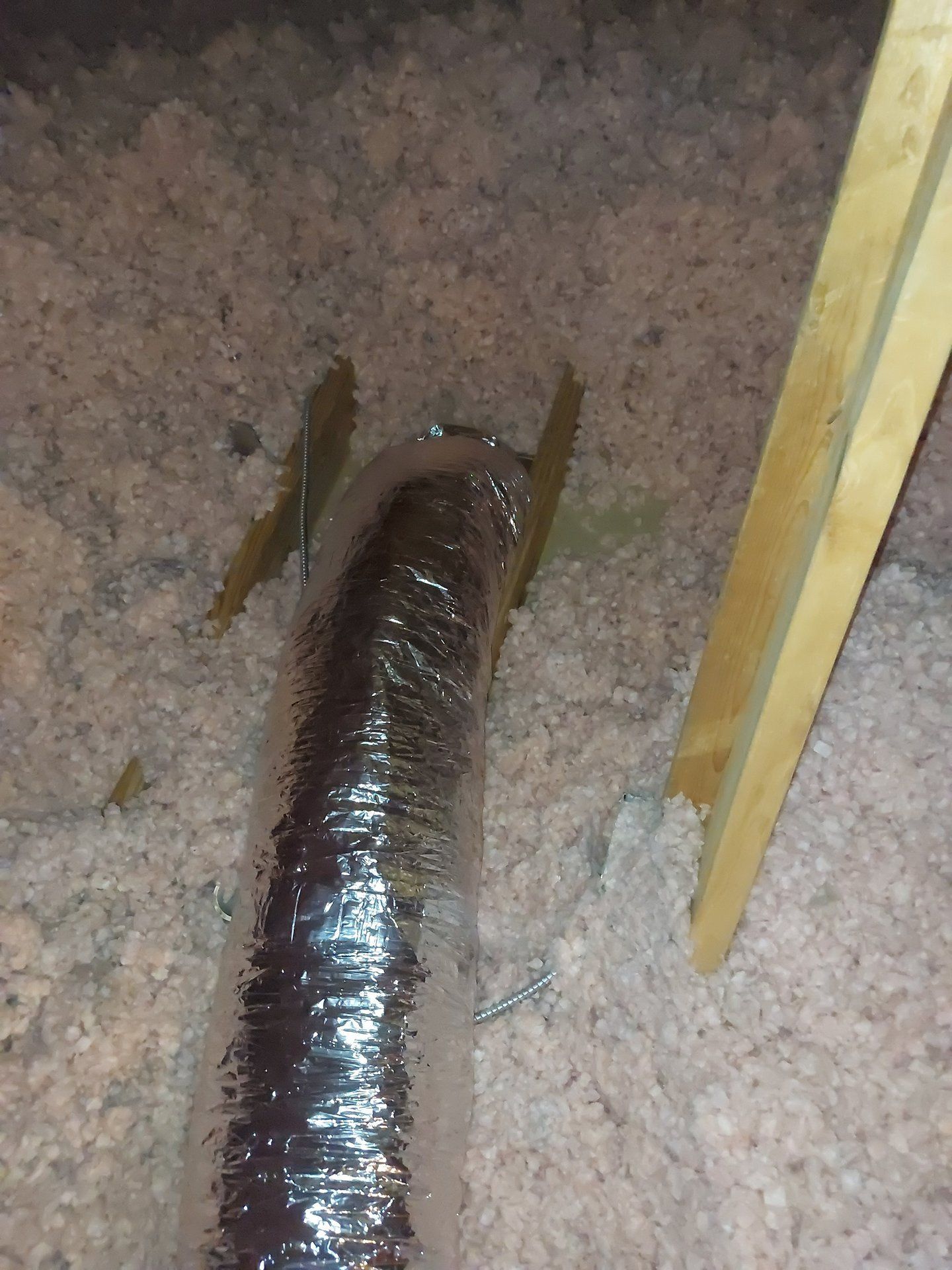 Shiny brown segmented worm-like creature on carpet beside a wooden chair leg