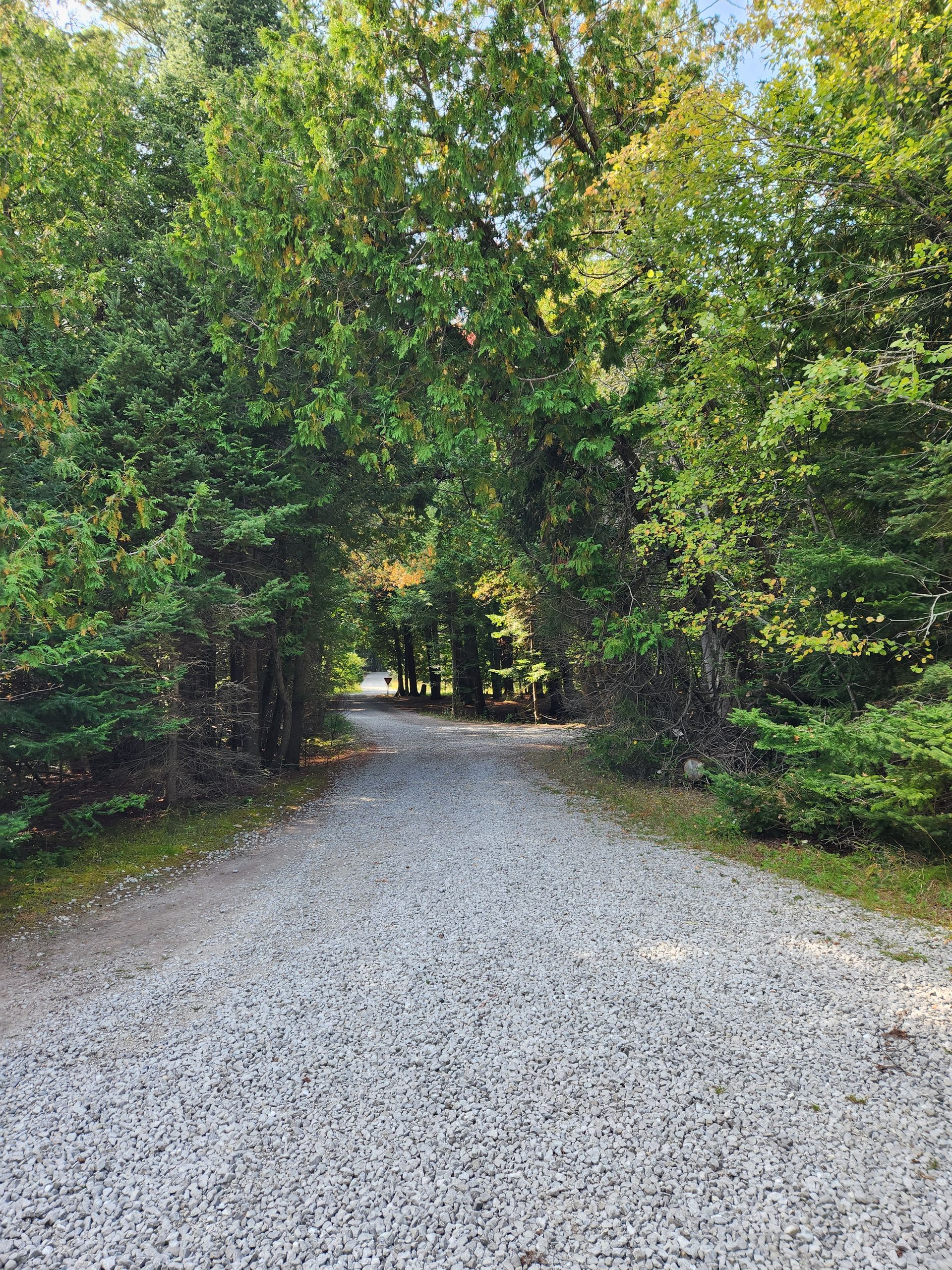 Gravel path through a lush forest, sunlight filtering through the trees.