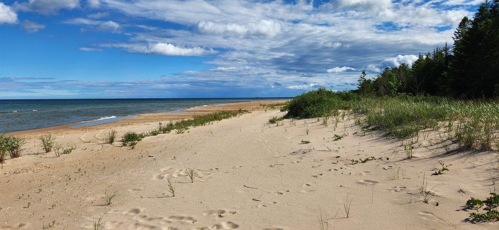 A sandy beach with trees in the background and a blue sky