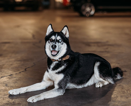 A black and white Siberian Husky with blue eyes lies on a concrete floor, looking at the camera with its mouth open.